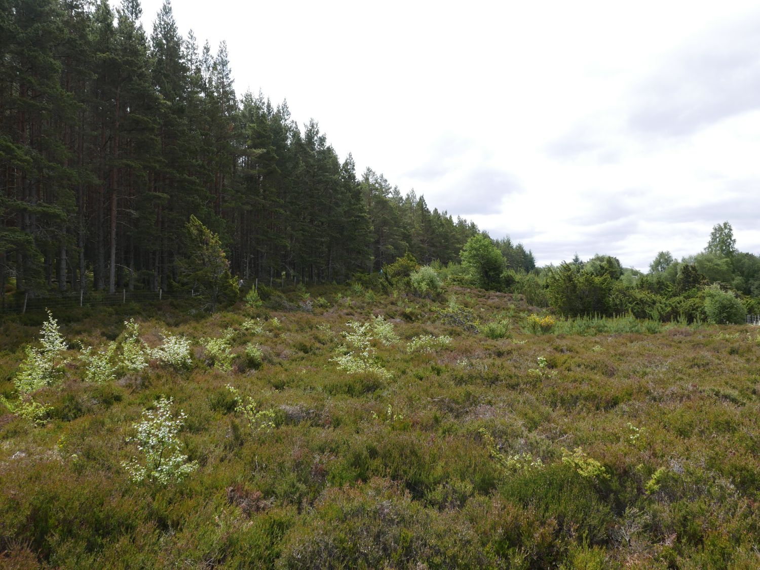 Insh Community Holdings, a 6.3-hectare woodland and grazing area in Insh, Scotland. Jennifer Gabrys, 2025. 