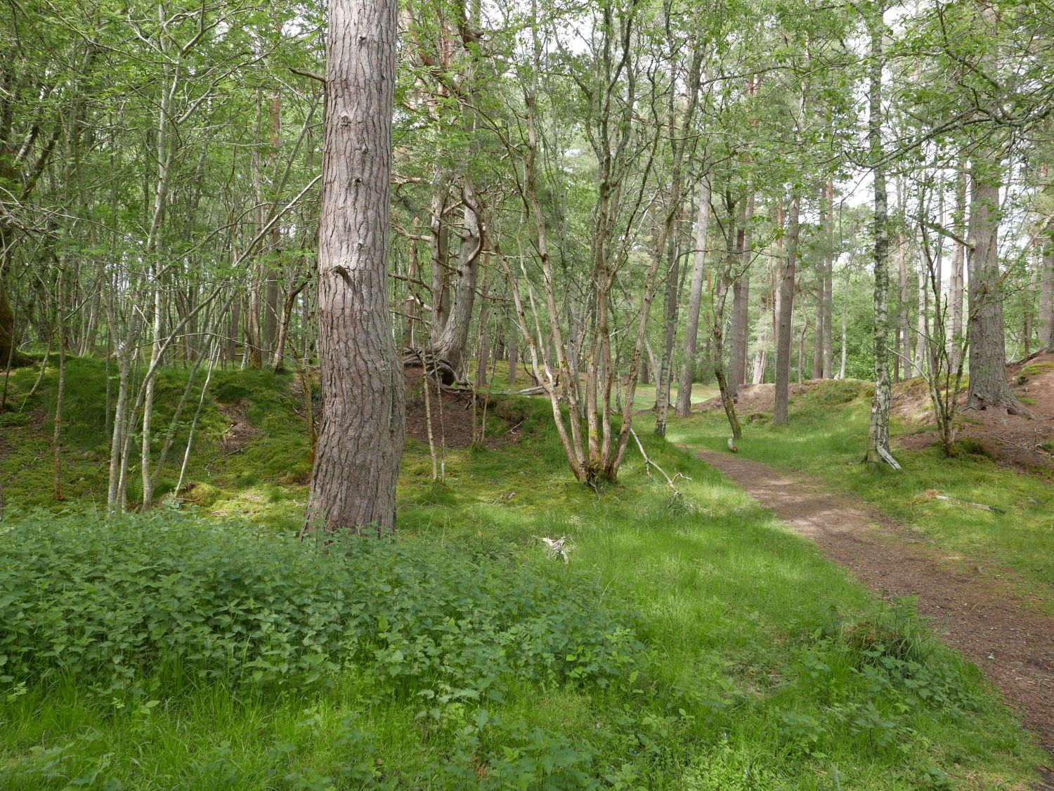 Anagach Woods. Jennifer Gabrys, 2025.
