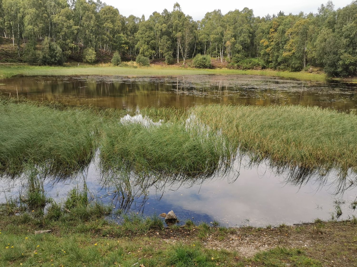 Craigellachie National Nature Reserve, Aviemore. David Brown, 2024.